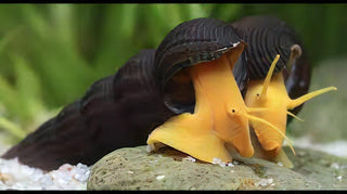 Common Rabbit Snail Tylomelania 5cm.