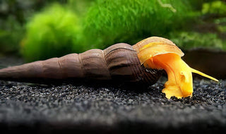 Common Rabbit Snail Tylomelania 5cm.