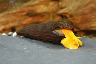Giant Orange Sulawesi Snail Tylomelania 5cm.