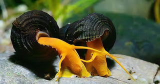 Common Rabbit Snail Tylomelania 5cm.