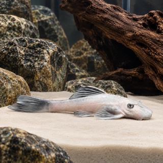 Super White Bristlenose Pleco Ancistrus