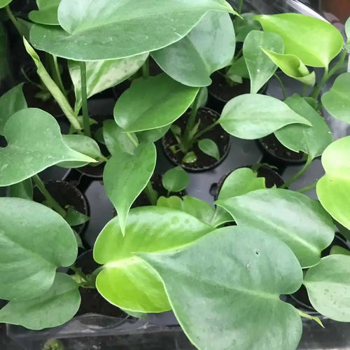 Swiss Cheese Plant (Monstera delicoisa)