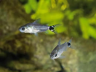 Tail Spot Dwarf Corydoras Hastatus 2cm Catfish.