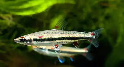 Three Lined Pencil Fish Nannostomus Trifasciatus 3cm.