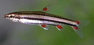 Three Lined Pencil Fish Nannostomus Trifasciatus 3cm.