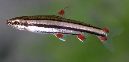 Three Lined Pencil Fish Nannostomus Trifasciatus 3cm.