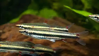 Three Lined Pencil Fish Nannostomus Trifasciatus 3cm.