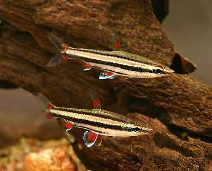 Three Lined Pencil Fish Nannostomus Trifasciatus 3cm.