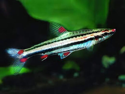 Three Lined Pencil Fish Nannostomus Trifasciatus 3cm.