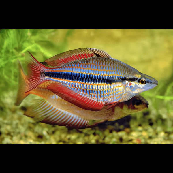 Three Stripe Rainbowfish Melanotaenia Trifasciatus 5cm.