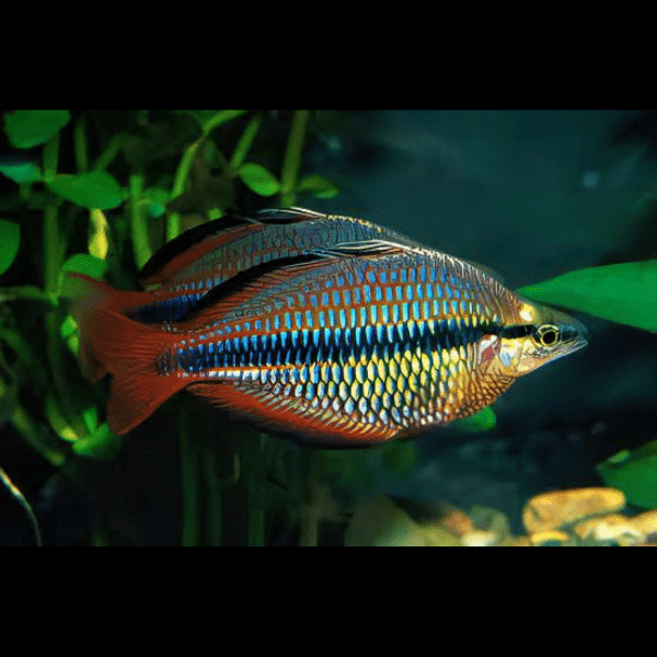 Three Stripe Rainbowfish Melanotaenia Trifasciatus 5cm.
