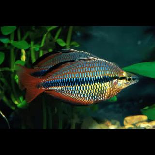 Three Stripe Rainbowfish Melanotaenia Trifasciatus 5cm.
