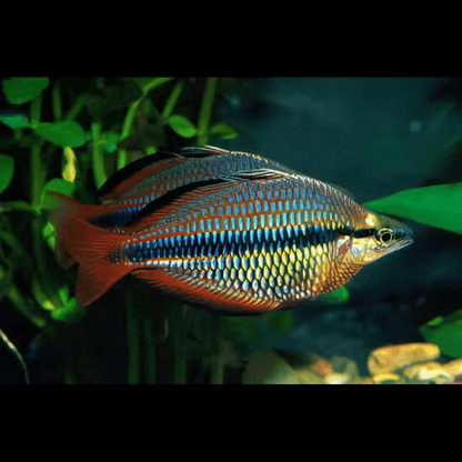 Three Stripe Rainbowfish Melanotaenia Trifasciatus 5cm.