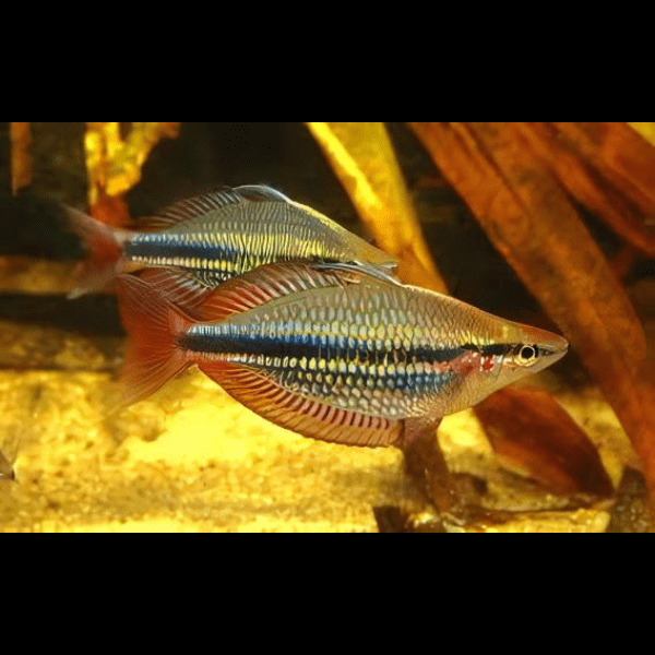 Three Stripe Rainbowfish Melanotaenia Trifasciatus 5cm.