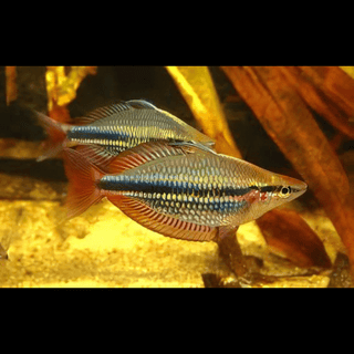 Three Stripe Rainbowfish Melanotaenia Trifasciatus 5cm.