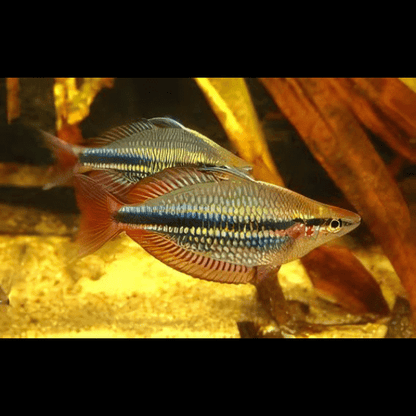Three Stripe Rainbowfish Melanotaenia Trifasciatus 5cm.