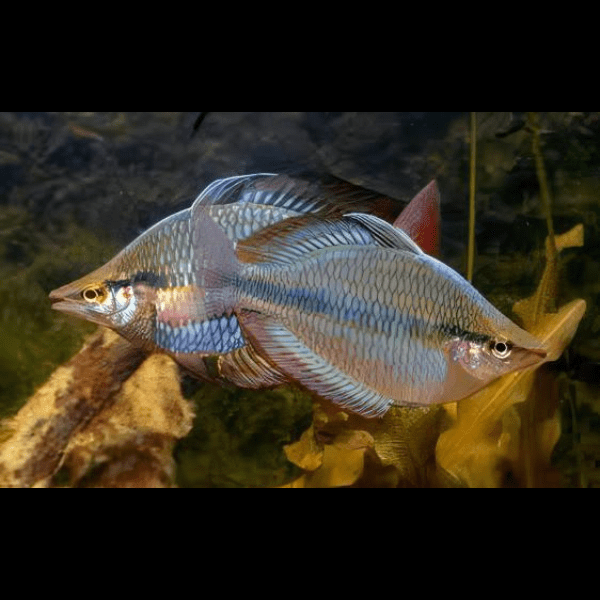 Three Stripe Rainbowfish Melanotaenia Trifasciatus 5cm.