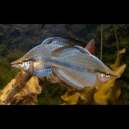 Three Stripe Rainbowfish Melanotaenia Trifasciatus 5cm.