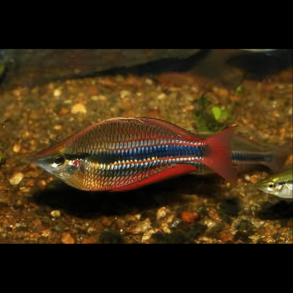 Three Stripe Rainbowfish Melanotaenia Trifasciatus 5cm.
