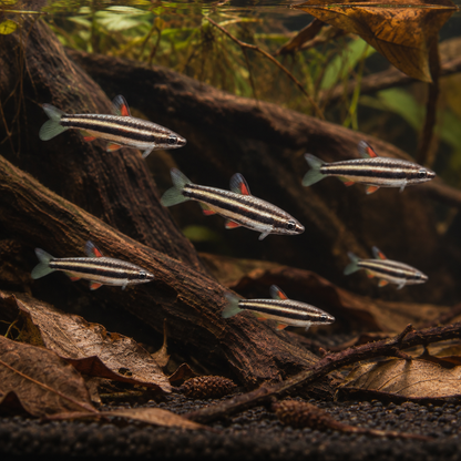 Three Lined Pencil Fish Nannostomus Trifasciatus