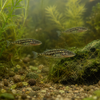 Three Spined Stickleback Gasterosteus Aculeatus