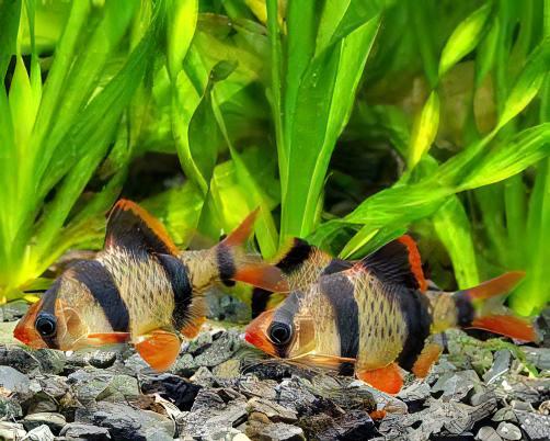 Tiger Barb Puntius Tetrazona 3cm.