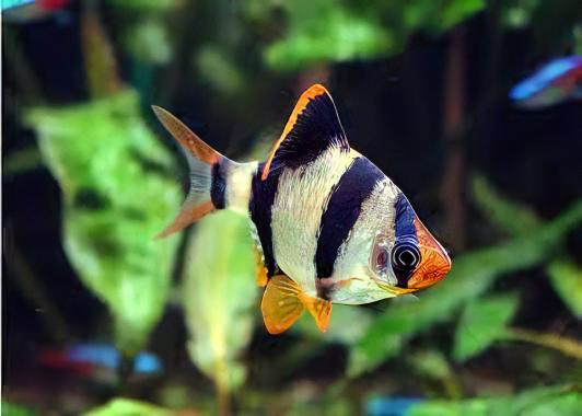 Tiger Barb Puntius Tetrazona 3cm.