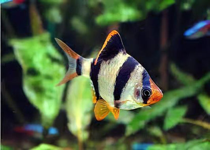Tiger Barb Puntius Tetrazona 3cm.