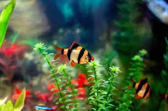 Tiger Barb Puntius Tetrazona 3cm.