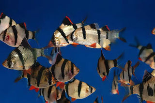 Tiger Barb Puntius Tetrazona 3cm.