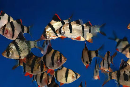 Tiger Barb Puntius Tetrazona 3cm.
