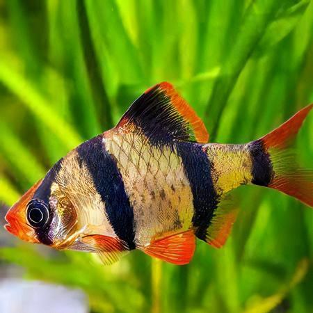 Tiger Barb Puntius Tetrazona 3cm.