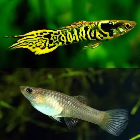 Tiger Male Endler Guppy Fish Poecilia Wingei 3cm.