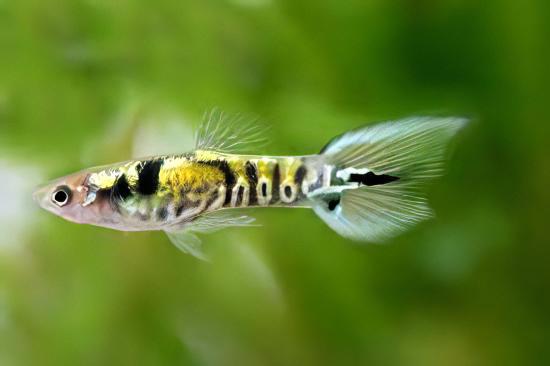 Tiger Male Endler Guppy Fish Poecilia Wingei 3cm.