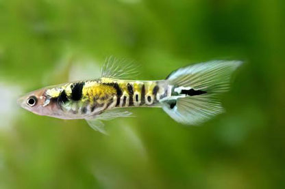 Tiger Male Endler Guppy Fish Poecilia Wingei 3cm.