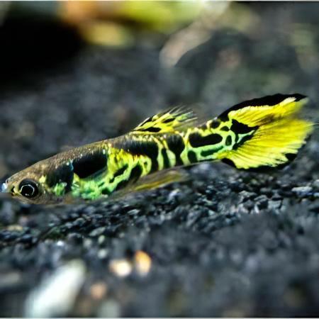 Tiger Male Endler Guppy Fish Poecilia Wingei 3cm.