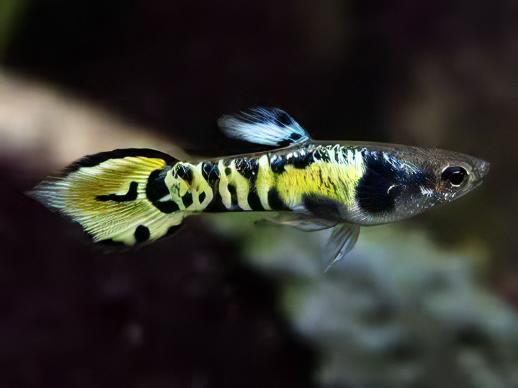 Tiger Male Endler Guppy Fish Poecilia Wingei 3cm.