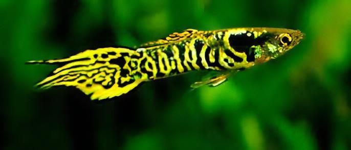 Tiger Male Endler Guppy Fish Poecilia Wingei 3cm.