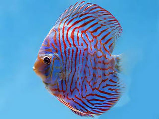 Tiger Turquoise Discus.