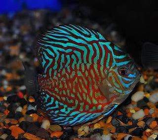 Tiger Turquoise Discus.