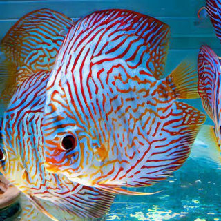 Tiger Turquoise Discus.