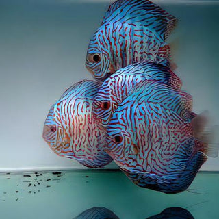 Tiger Turquoise Discus.
