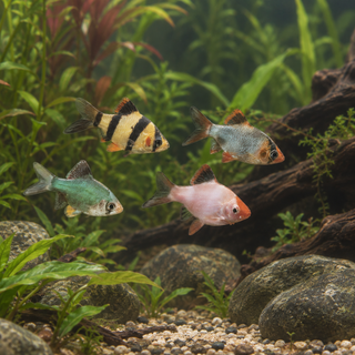 Tiger Barbs