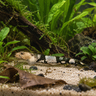 Tiger Goby