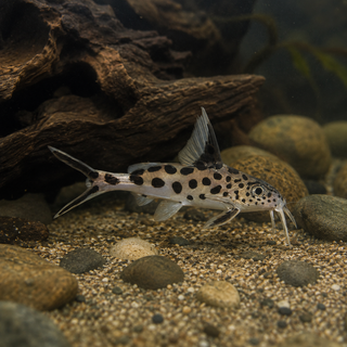 True Cuckoo Squeaker Catfish Synodontis