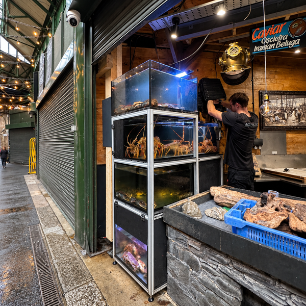 Lobster, Shellfish Displays