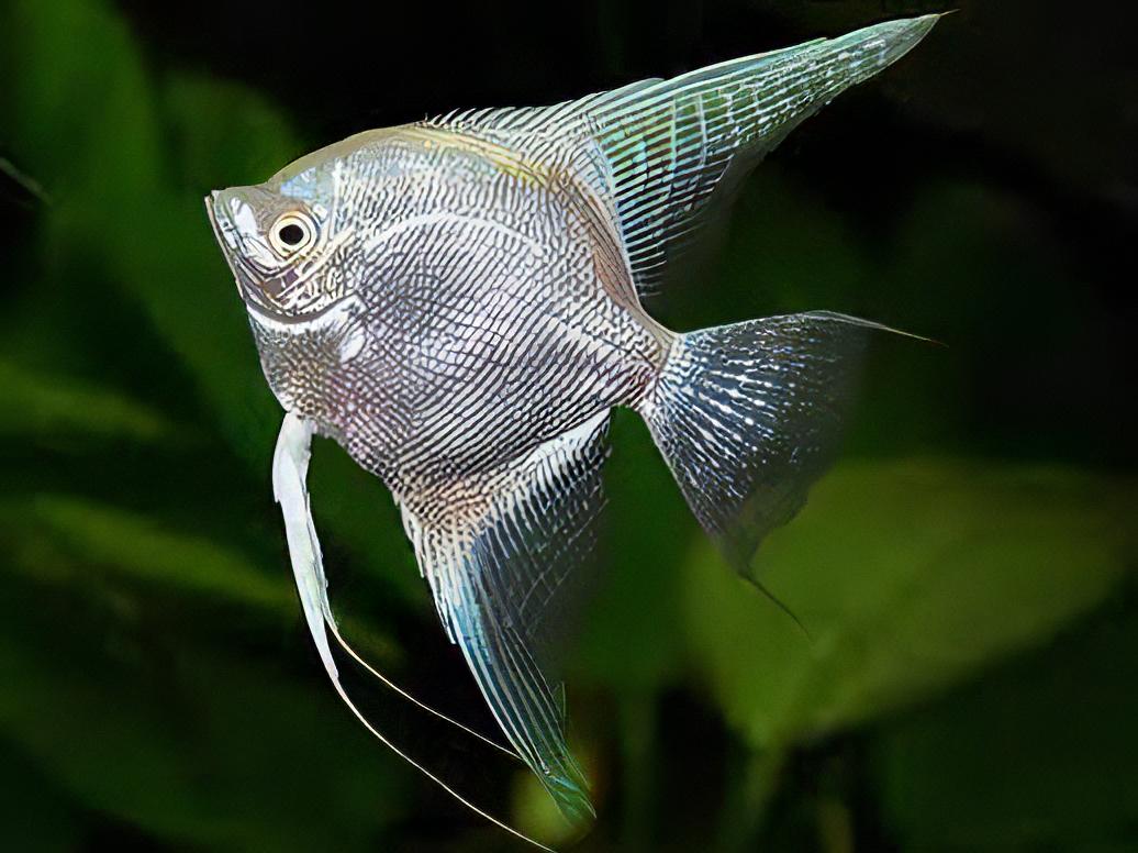 Platinum Angelfish Pterophyllum Scalare.