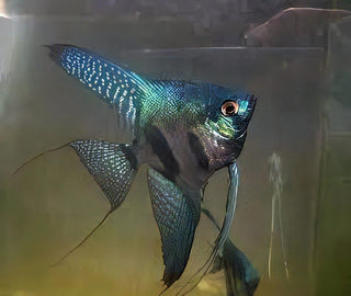 Pinoy Green Ghost Angelfish Pterophyllum Scalare 5cm.