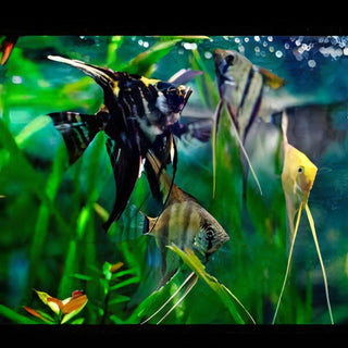 A1 Angelfish 10 x Assorted Angelfish Pterophyllum Scalare 3cm -.