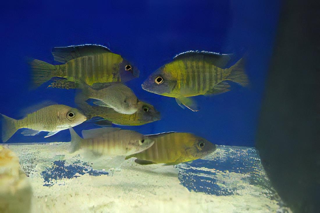 Aulonocara Usisya Neon Blue Peacock Malawi African Cichlid.